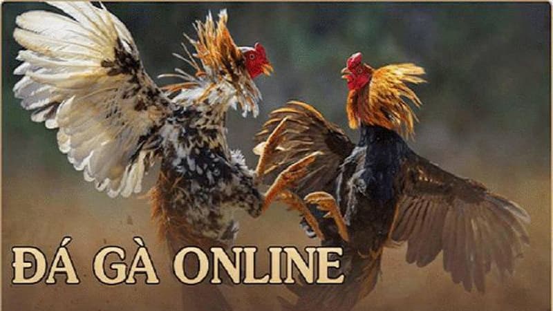 da ga sv88 1 Khái niệm sơ lược về trận đấu gà trực tiếp