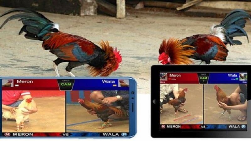 da ga sv88 2 Thể lệ người chơi cần biết khi coi đá gà trực tiếp