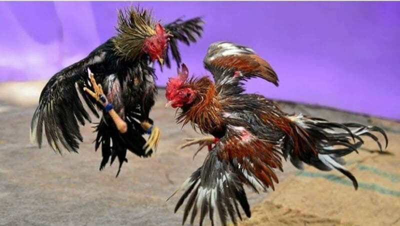 Các loại gà đẹp