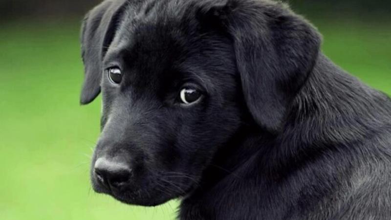 Ngủ mơ thấy chó mực điềm báo gì, lành hay dữ