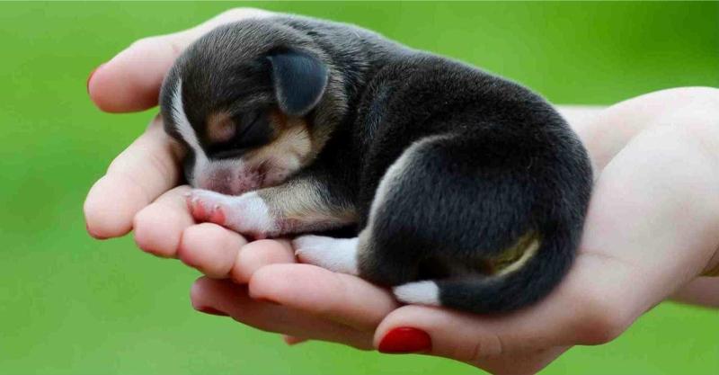 Mơ thấy chó mực đánh số mấy?