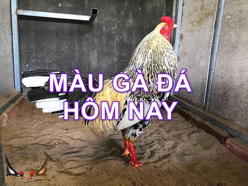 mau mang ga da hom nay Gà ngon màu đẹp chắc chắn thắng