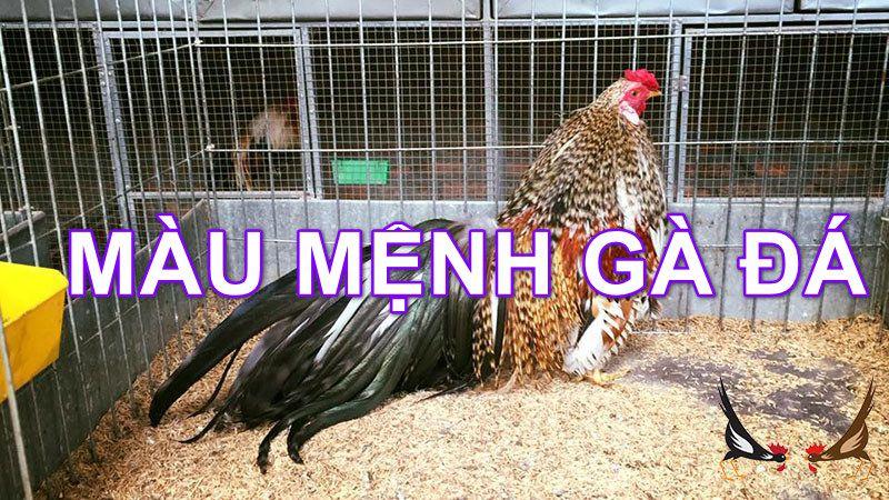 mau mang ga da tot nhat Hôm nay đá gà màu gì ngon - Dáng gà màu gà đẹp