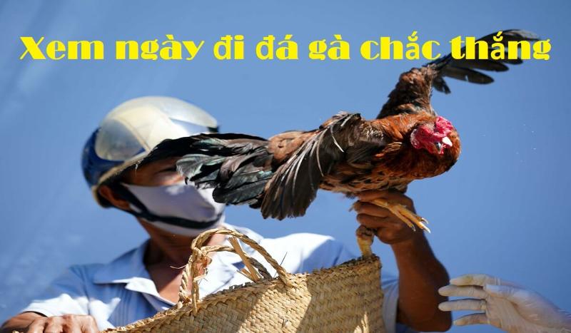 Coi ngày đá gà - Lựa chọn ngày tốt để đá gà ngay